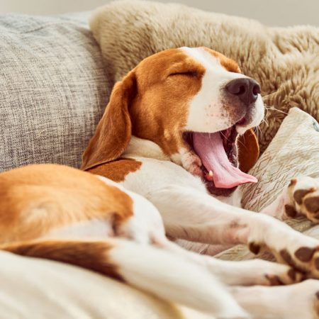 beagle sur un canapé
