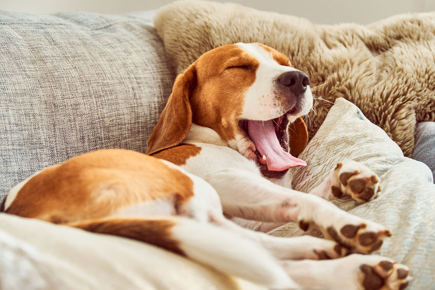 beagle sur un canapé