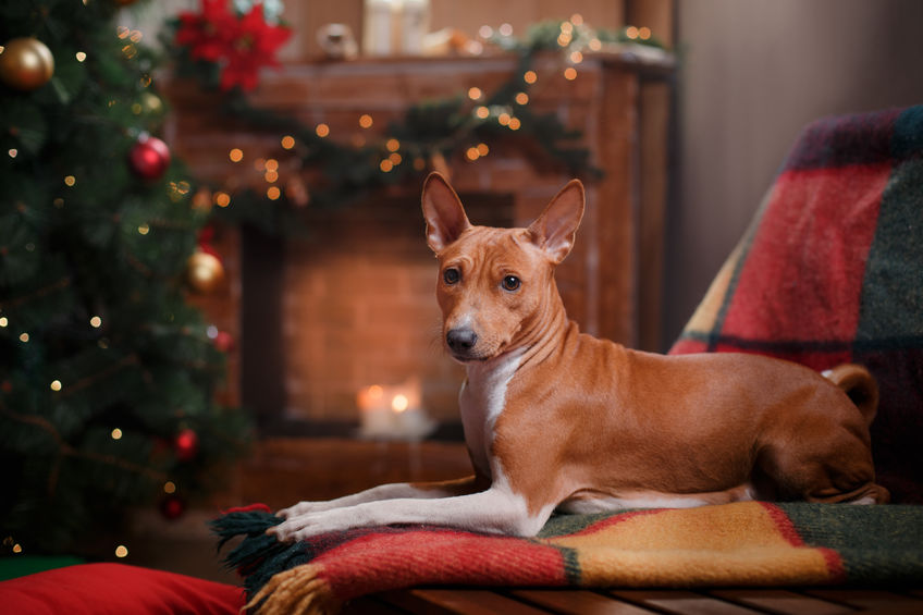 chien breed Basenji devant la cheminée