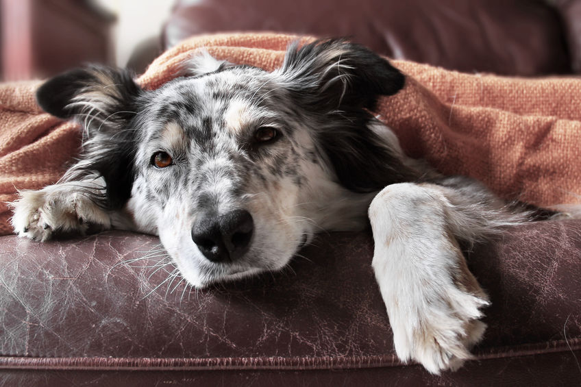 chien sur le canapé