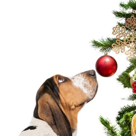 chien Basset à noël