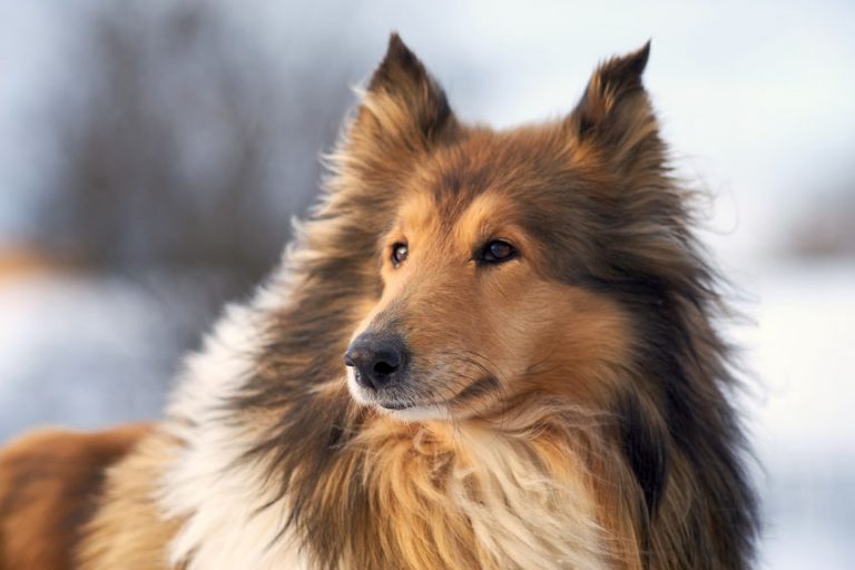 Berger des Shetland : Les caractéristiques du chien | Blog Wouf Wouf