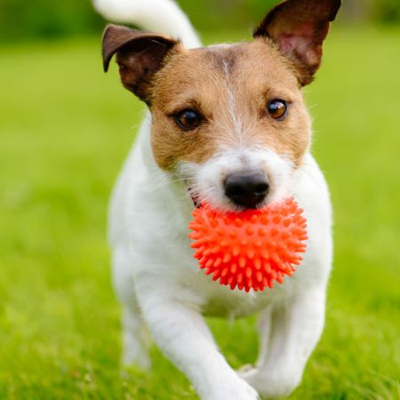 Jouer avec son chien Jack Russel