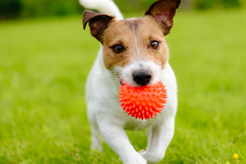 Jouer avec son chien Jack Russel