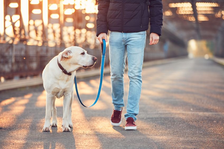 Promenade d'un labrador dans la rue 