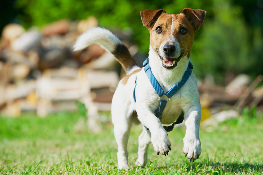 Jack Russel avec Harnais