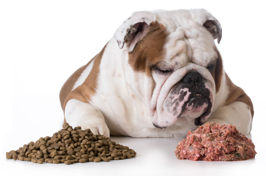 Bonne alimentation pour chien