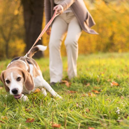 Apprendre la marche en laisse à mon chien