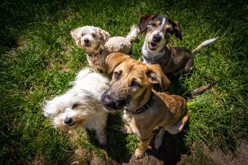 groupe de chien dans l'herbe