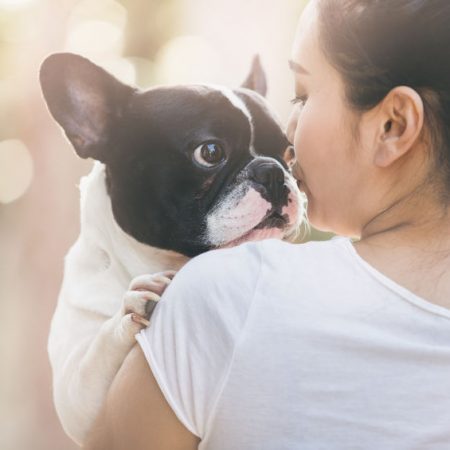 Bouledogue français blanc