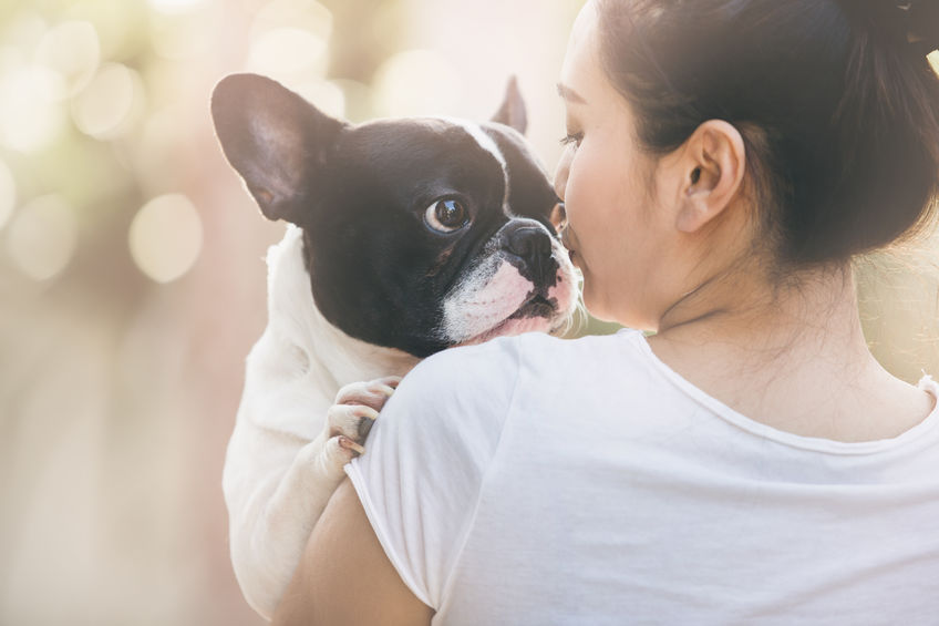 Bouledogue français blanc