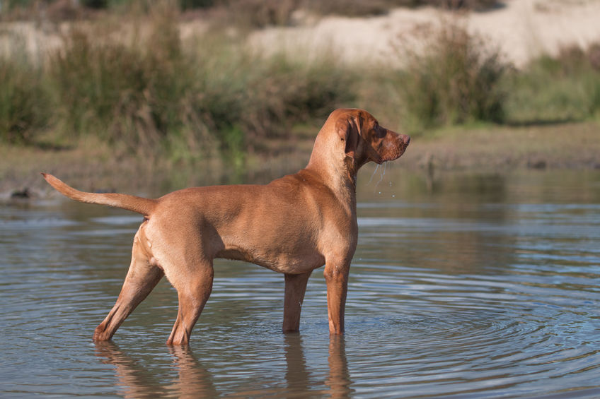 Chien de chasse 