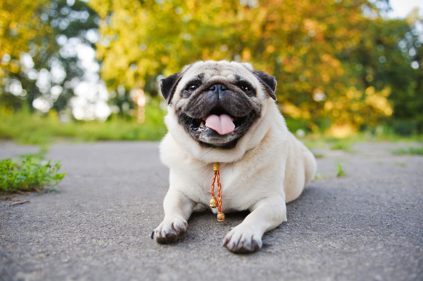 bouledogue couché