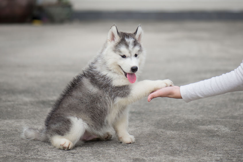 aprendre l'ordre donne la patte à son chien