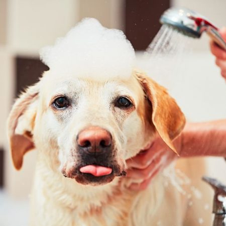 Le bain du chien Wouf Wouf