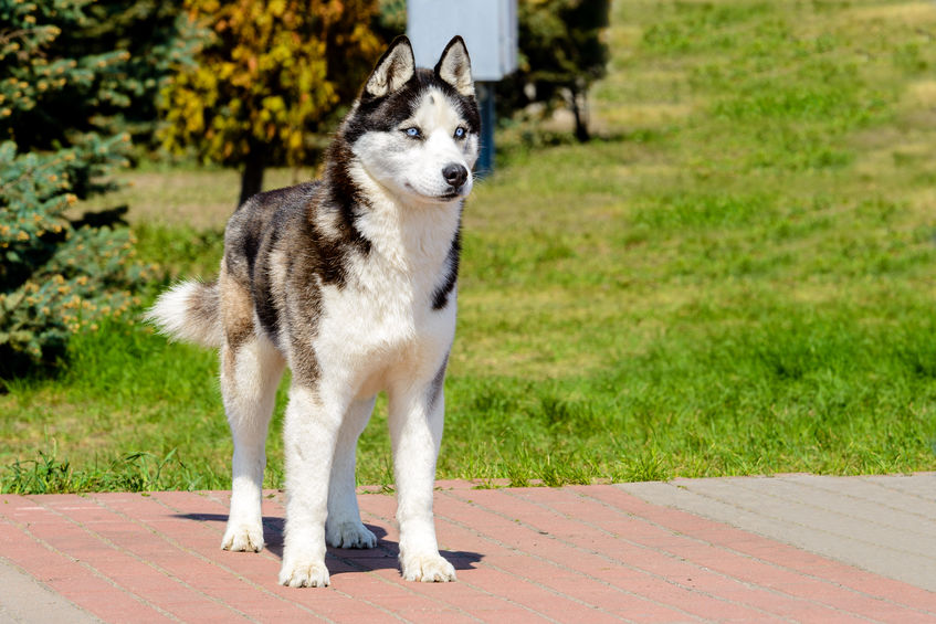 Laika de Yakoutie dehors