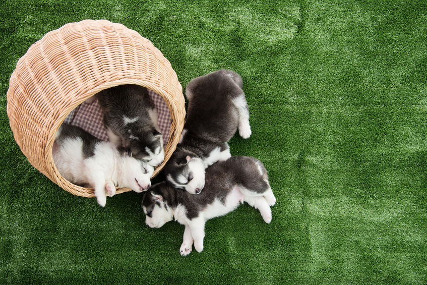 Bébé Husky chez un éleveur