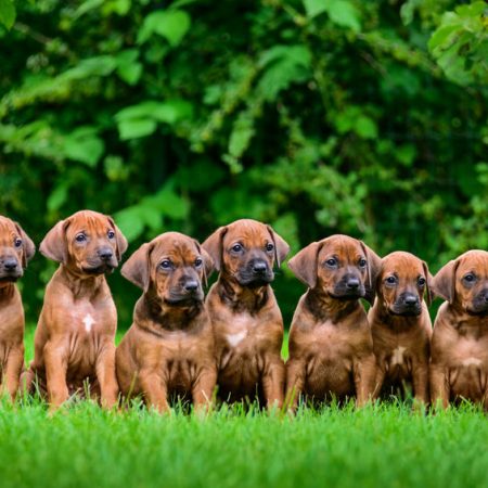 Trouver un bon éleveur de chiens