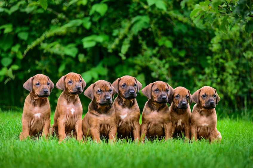 Trouver un bon éleveur de chiens