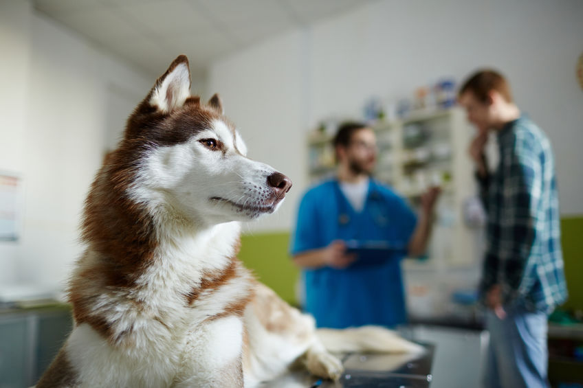 stériliser son chien