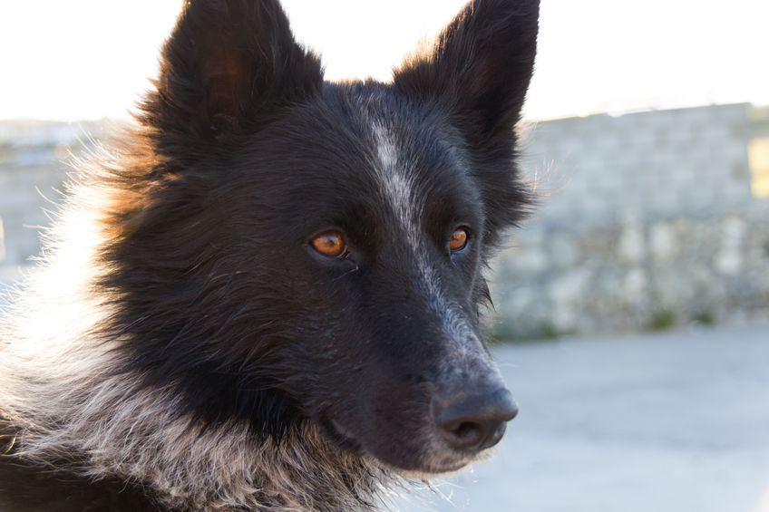 Instinct de prédation du chien 