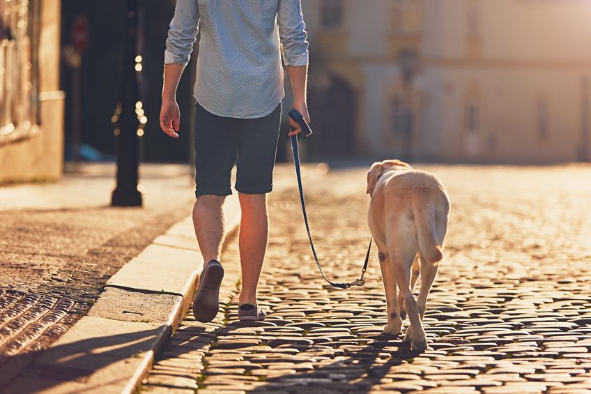 Promenade de chien en ville