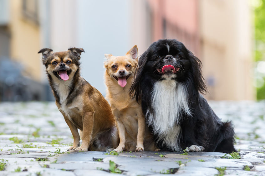 groupe de chiens assis