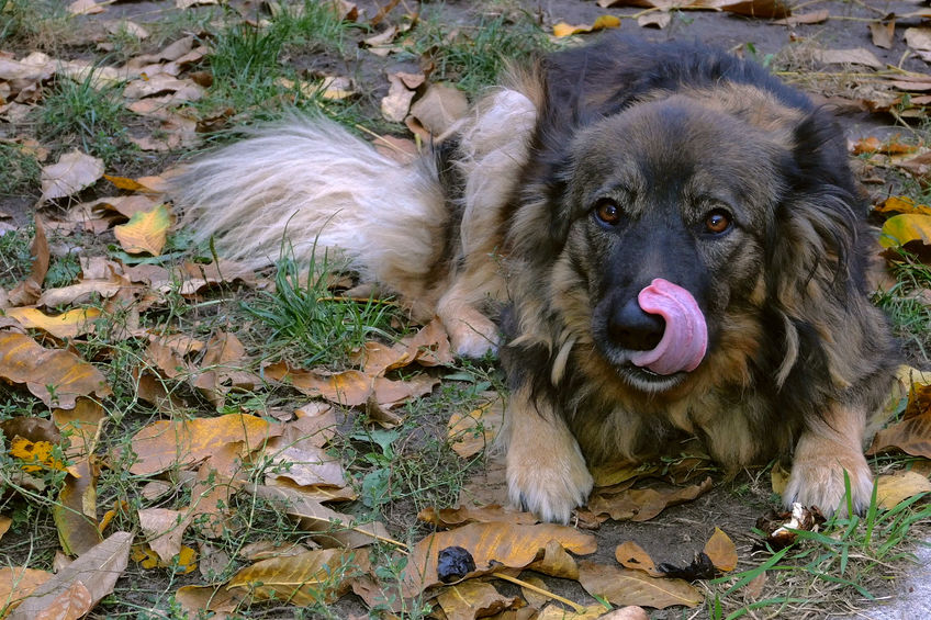 langage canin se lecher les babines