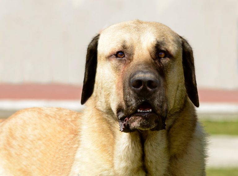 Berger d’Anatolie ou Kangal Caractéristiques du chien Blog Wouf Wouf Berger d’Anatolie ou Kangal Caractéristiques du chien Blog Wouf Wouf