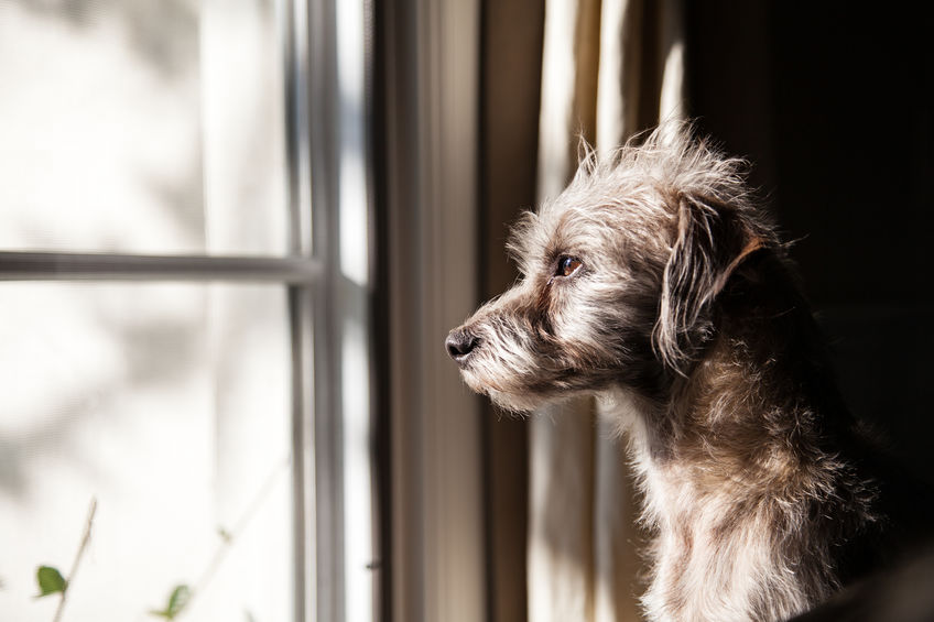 Chien WoufWouf regarde par la fenêtre