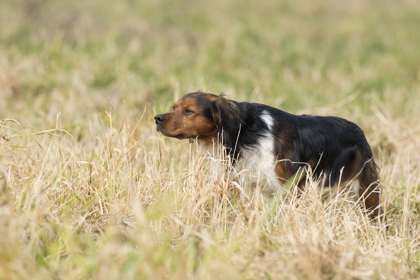 chien à la chasse