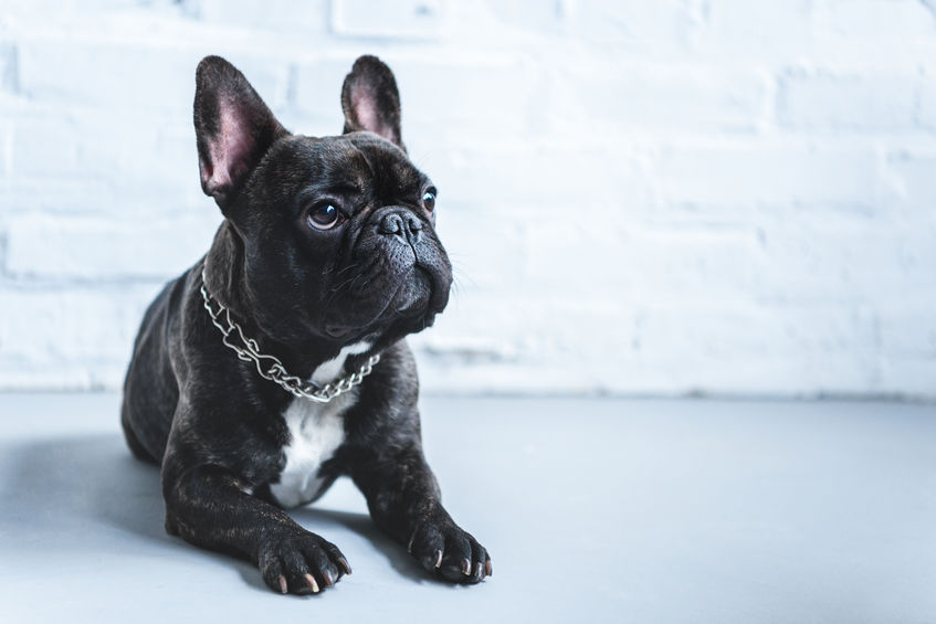 Bouledogue français couché