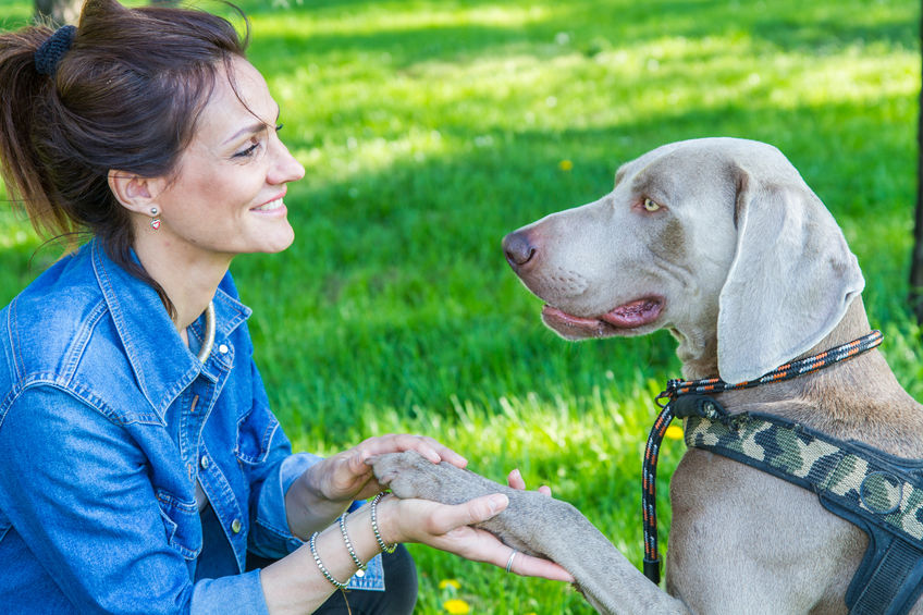 Langage du chien, les signes d'apaisement 