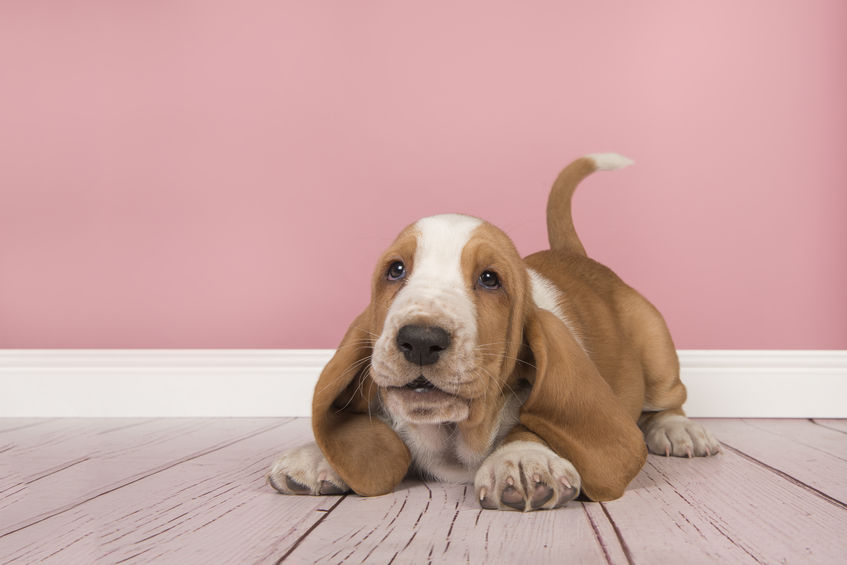 Beagle couché