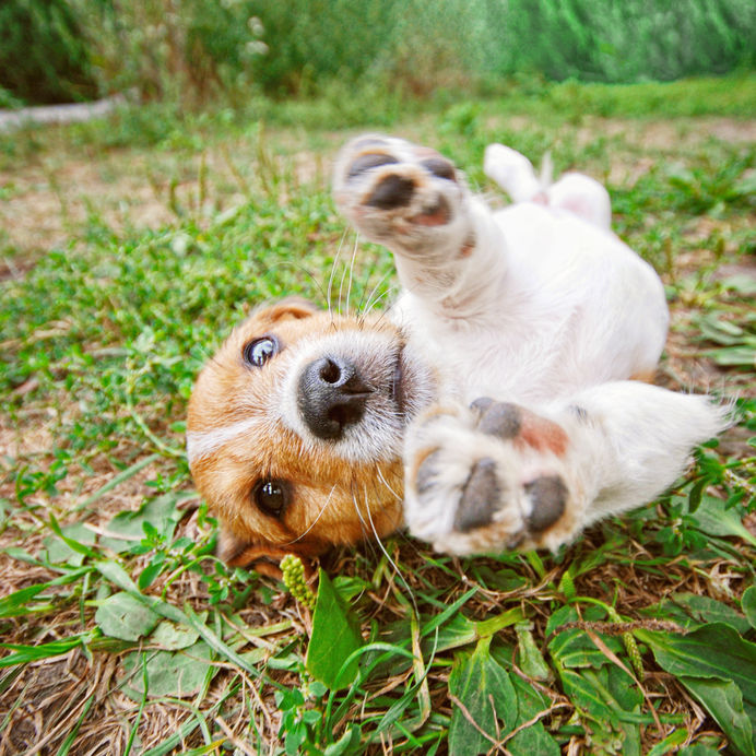 Chien allongé dans l'herbe