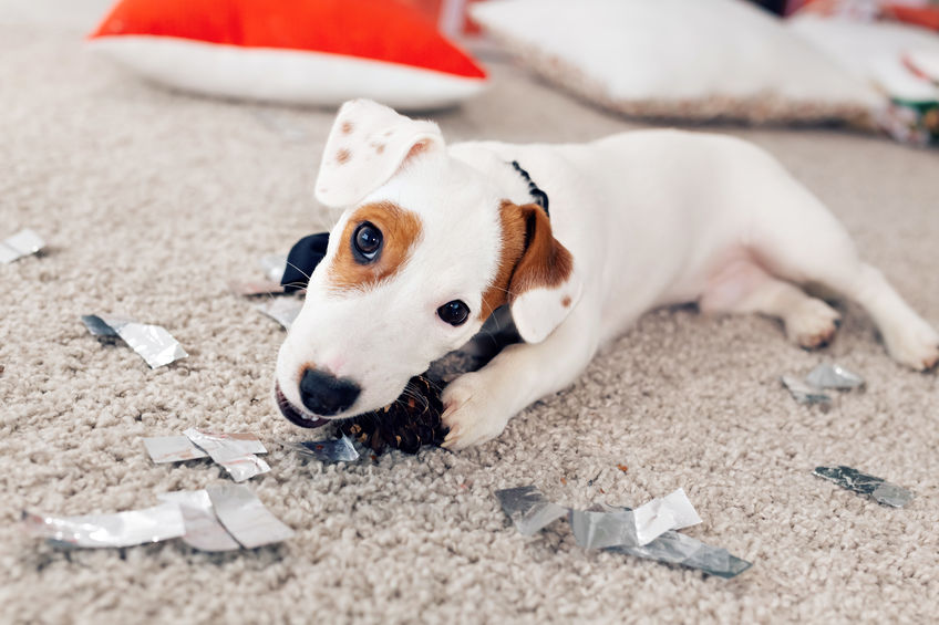 La mastication chez le chien : ce qu'il faut savoir – KanPaw