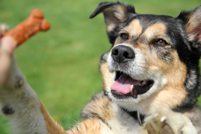 chien dans l'attente de sa récompense