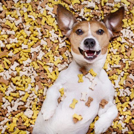 éduquer son chien avec des friandises pour chien