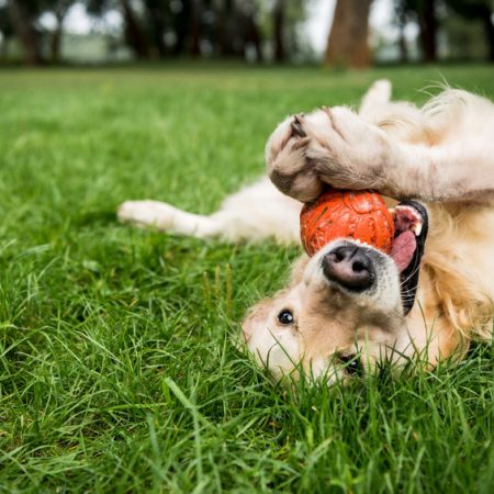 besoin de mastication du chien