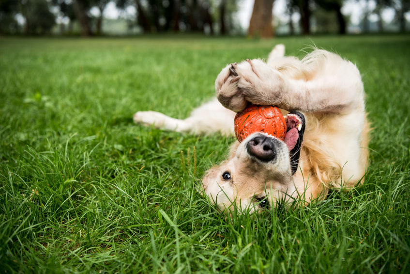 besoin de mastication du chien