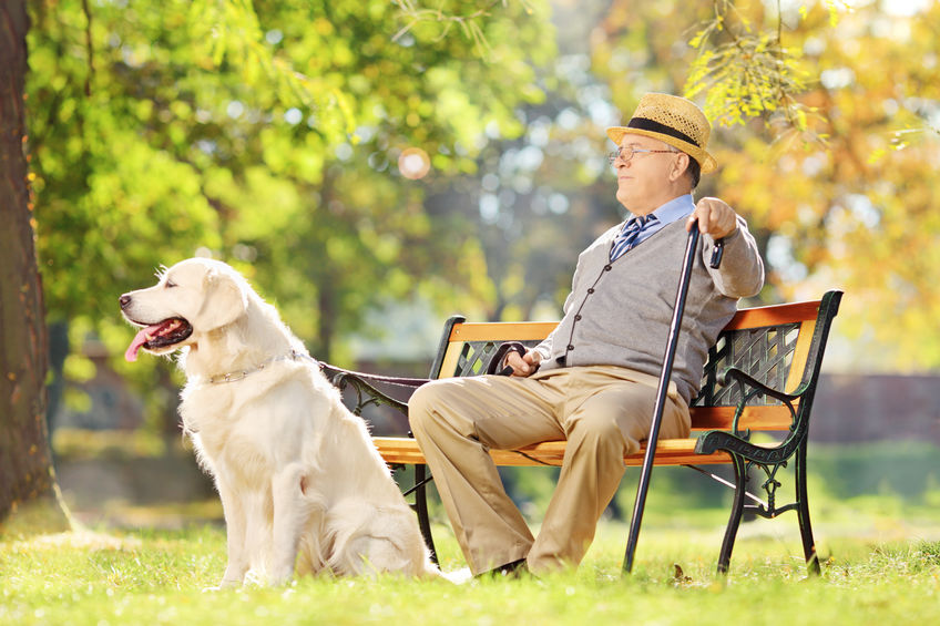 Labrador avec son maitre dans le jardin