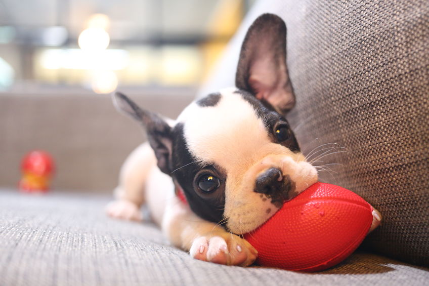 chiot wouf wouf avec une balle