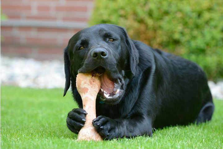 Labrador avec un os