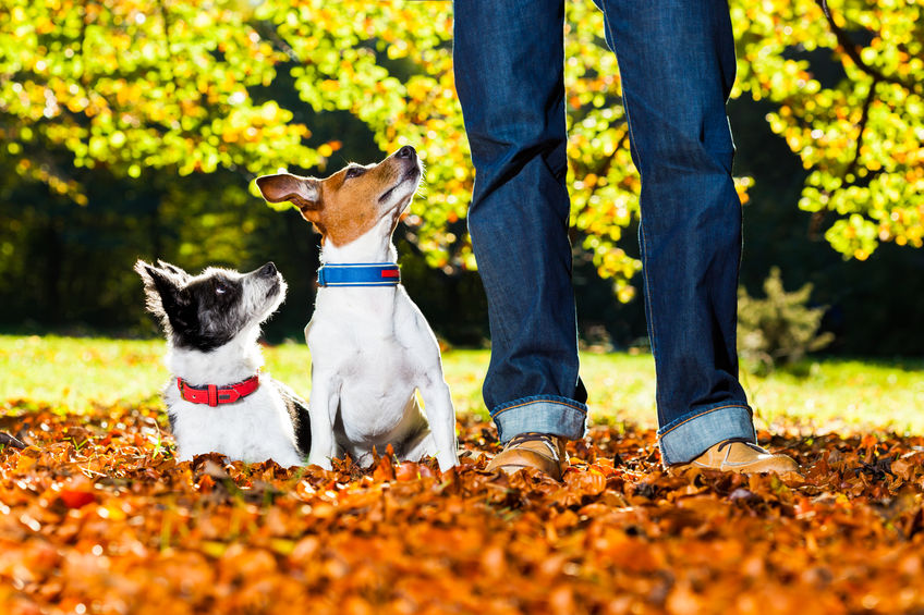 2 jack Russel