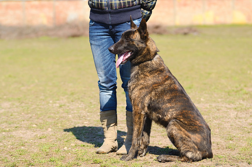 dressage de chien