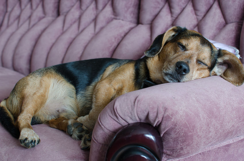 chien Wouf Wouf en pleine sieste