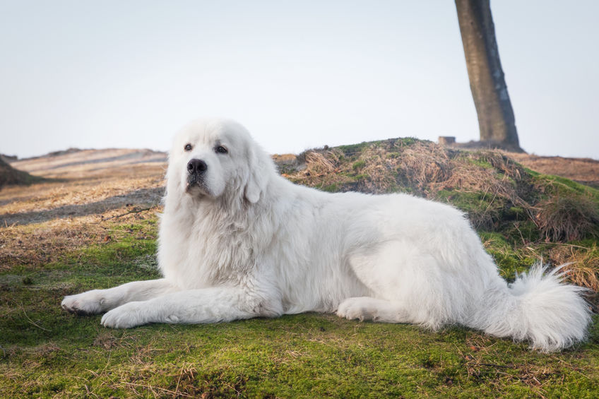 Chien des Pyrénées