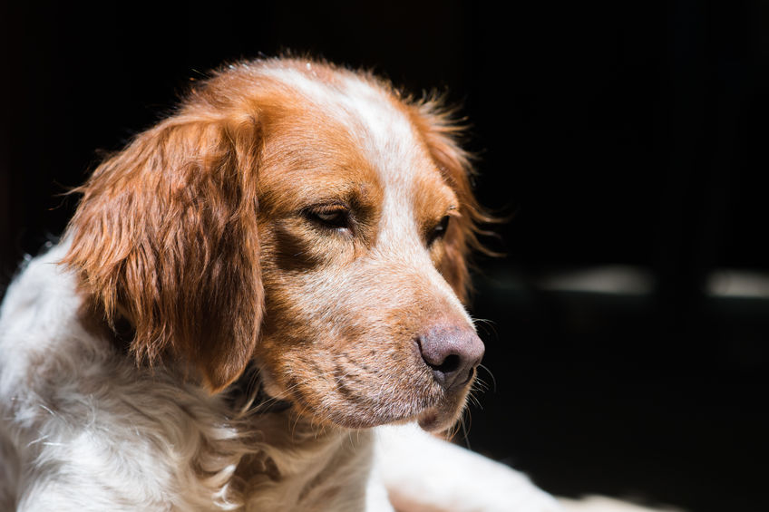 épagneul Français portrait