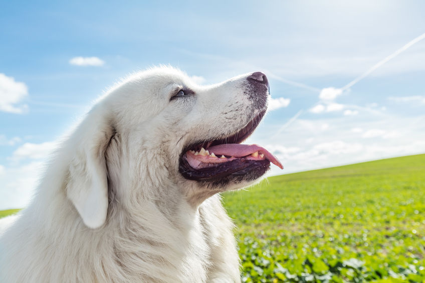 Chien Blanc dans le jardin