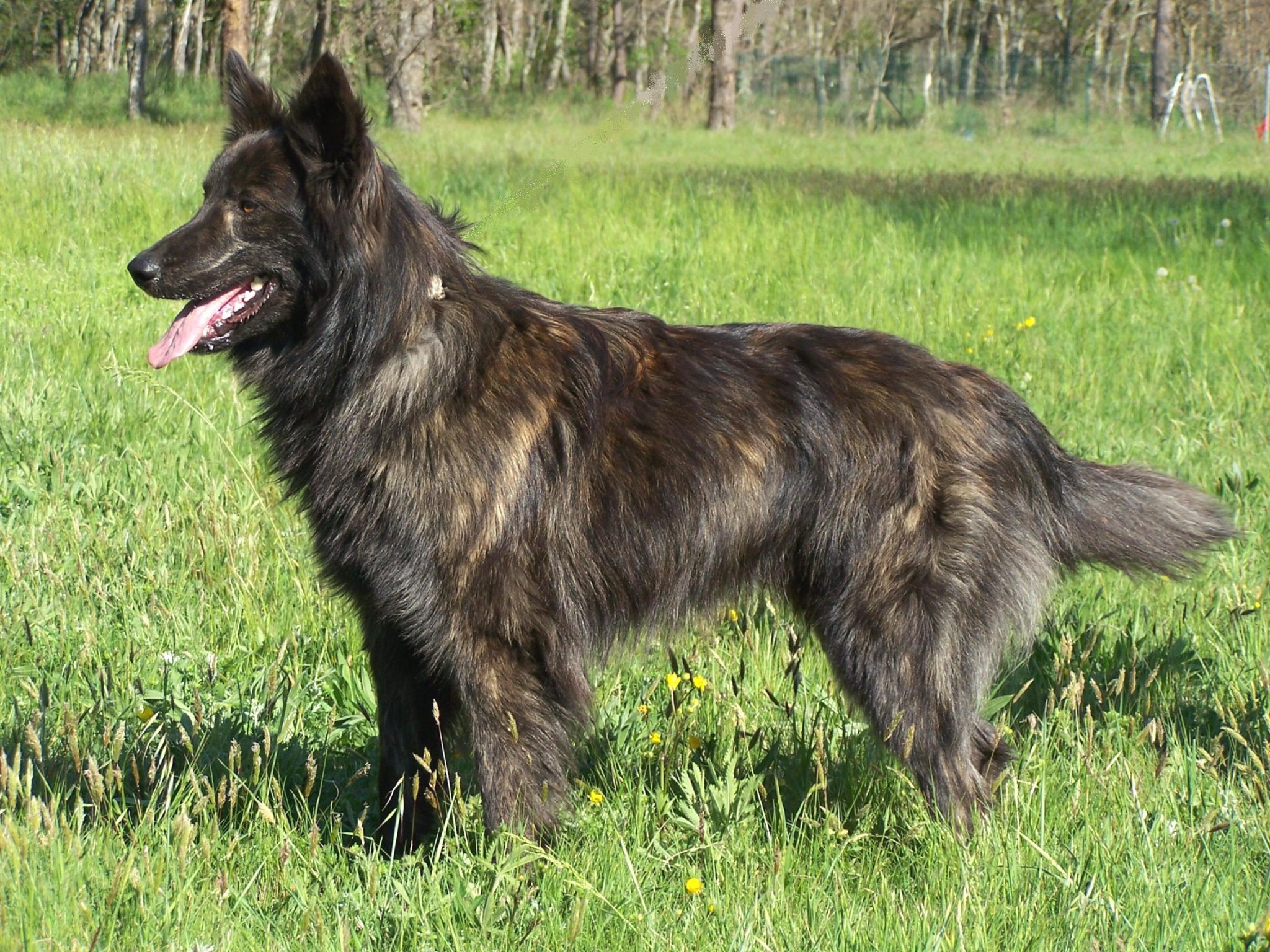 Berger Hollandais Caractéristiques du chien Blog Wouf Wouf